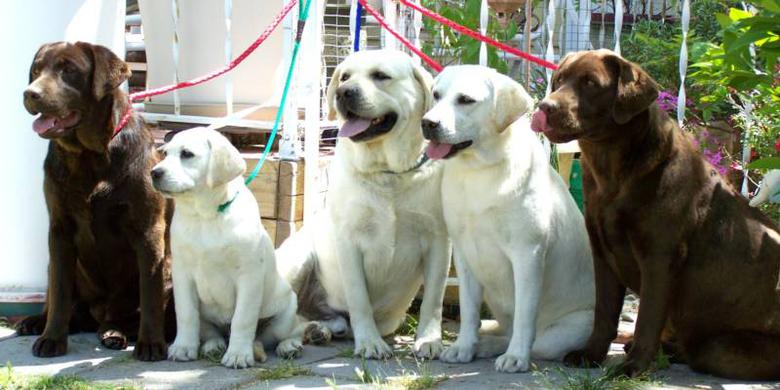 Chocolate and Yellow English Labrador Retriever Group