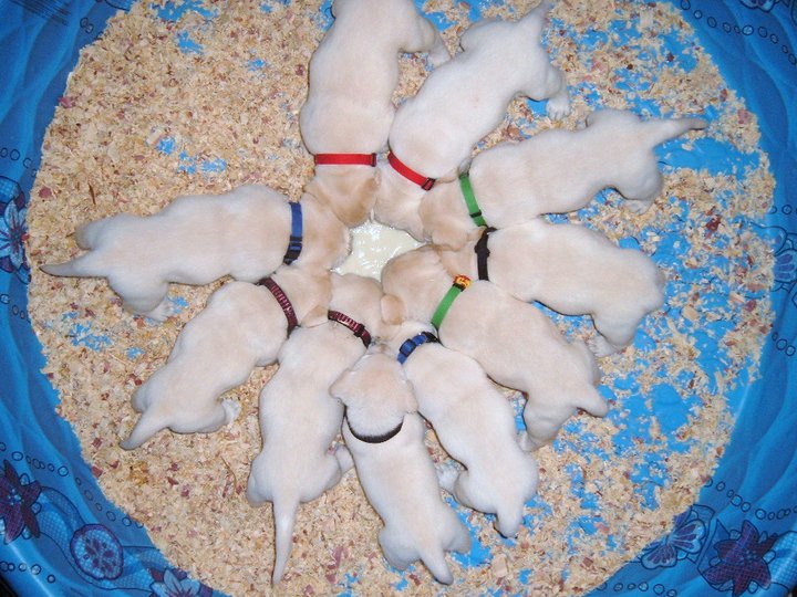 Labrador Retriever puppies