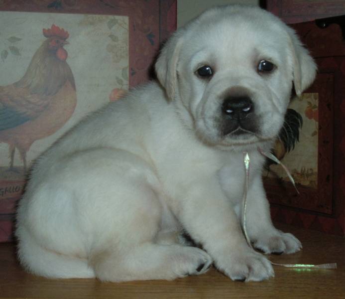 puppies for sale in san fernando valley labrador puppies for sale san fernando valley photos breeds picture puppies for sale in san fernando valley labrador puppies for sale san fernando valley photos breeds picture