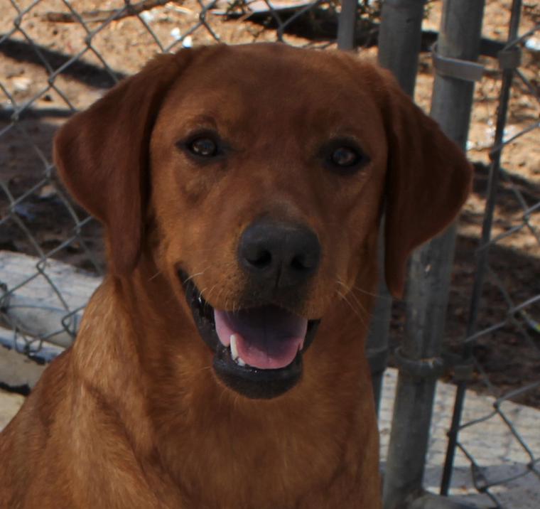 Fox Red Lab ca