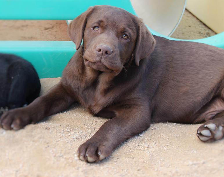 lab-puppies-near-me