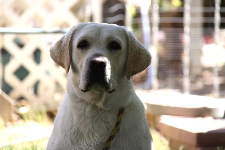 Yellow English Labrador Retriever female