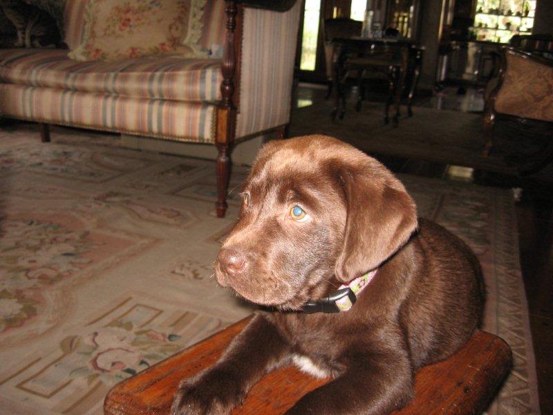 Chocolate lab puppy