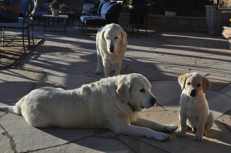 Yellow lab puppy ca