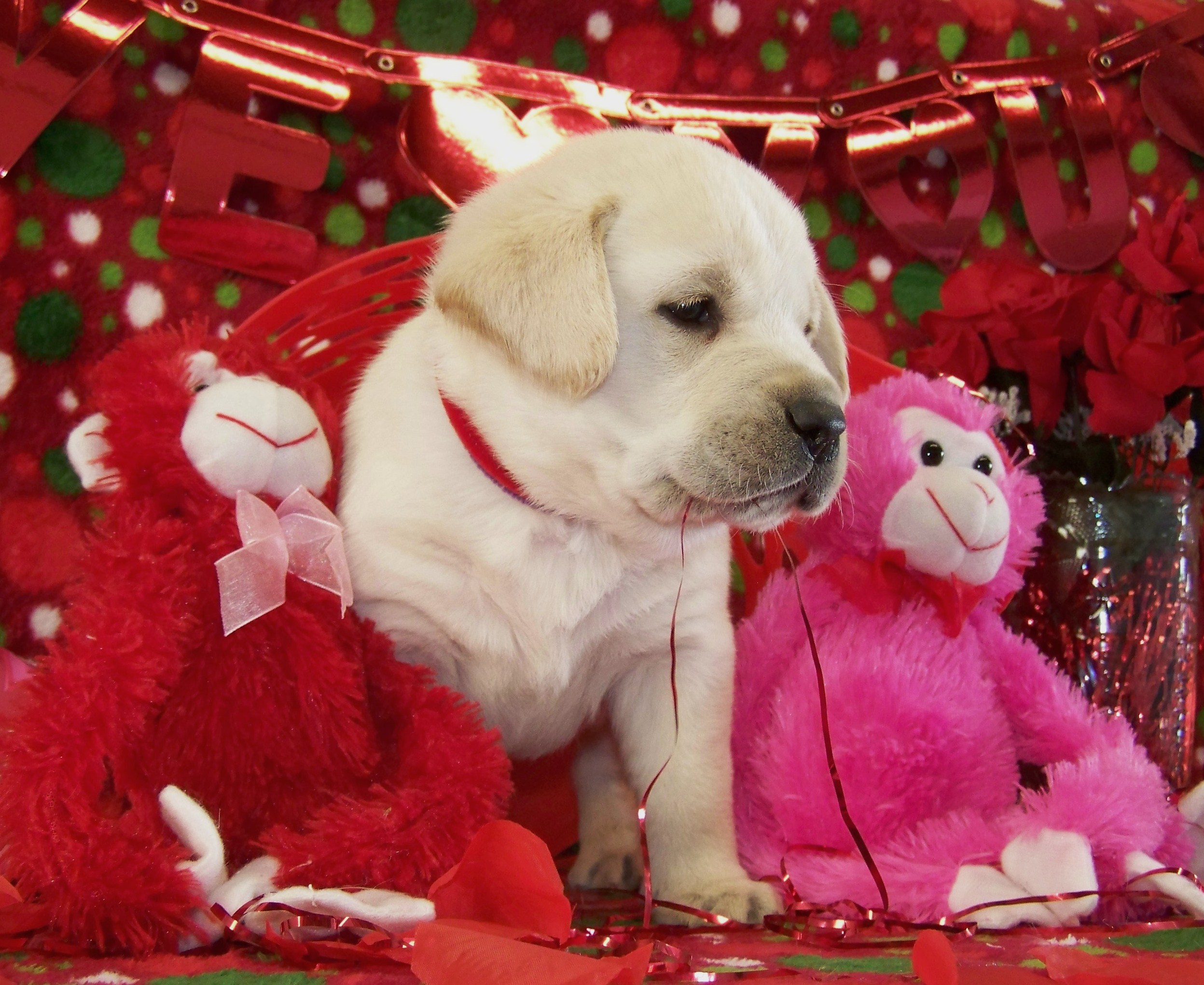 Yellow english lab puppies for sale ca