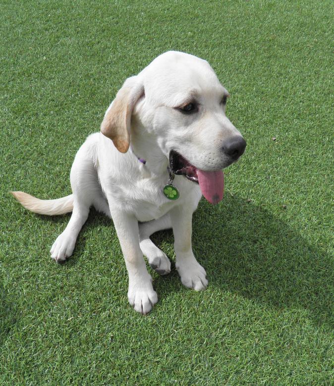 yellow lab ca