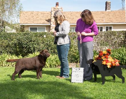 puppies for sale in san fernando valley labrador puppies for sale san fernando valley photos breeds picture puppies for sale in san fernando valley labrador puppies for sale san fernando valley photos breeds picture