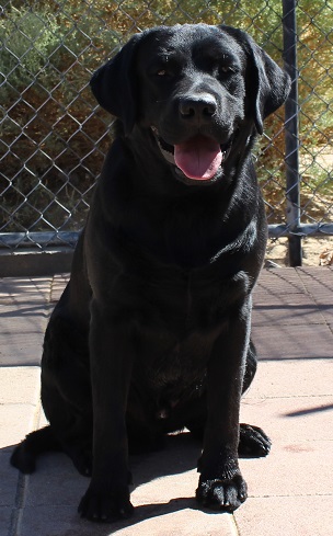 Black Labrador Retriever