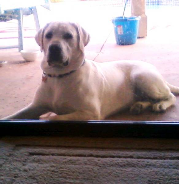 Yellow lab puppy, english