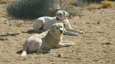 Yellow labrador retiever