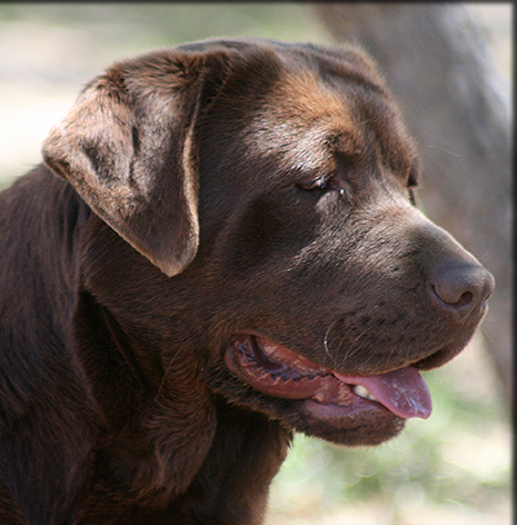 chocolate labrador breeders