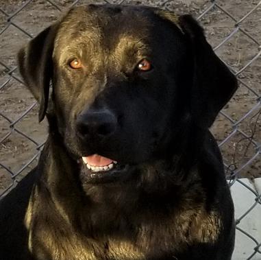 Black Lab California