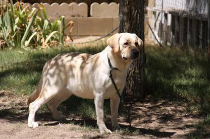 Yellow English Lab Female Nan 