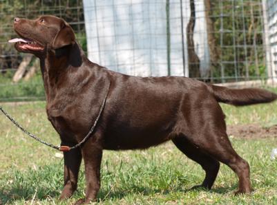 Chocolate English Labrador Female Notty 