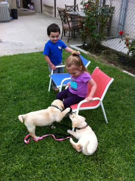 yellow lab puppies ca