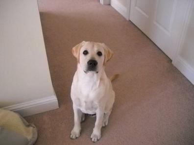 yellow lab puppy