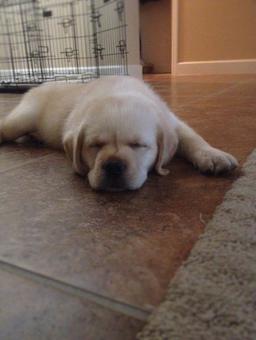 Yellow lab puppy ca